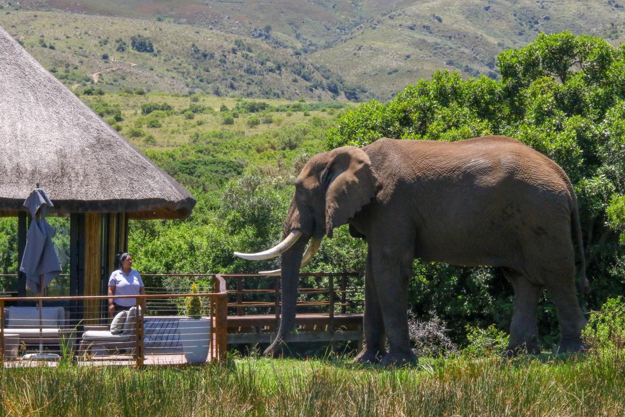 Barefoot Addo Elephant Lodge Εξωτερικό φωτογραφία